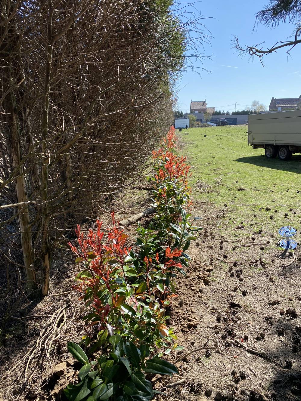 Plantation d'une haie persistante